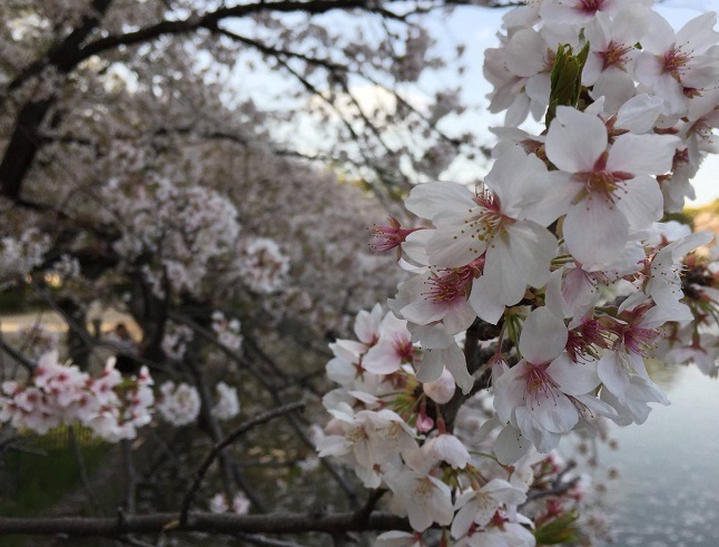 桜　名古屋　栄　伏見　花見　ゴルフ　練習　日和　